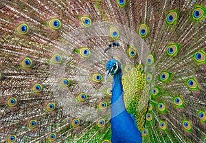 Beautiful Indian peacockÂ displaying his tail